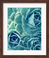 Framed Succulents With Dew 2