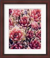 Framed Red Succulents New Born 1