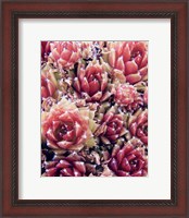 Framed Red Succulents New Born 1