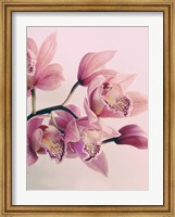Framed Pink Orchids