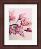 Framed Pink Orchids