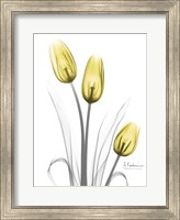Framed Illuminating Tulip Trio