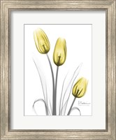 Framed Illuminating Tulip Trio