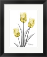 Framed Illuminating Tulip Trio 2