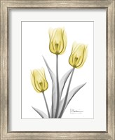 Framed Illuminating Tulip Trio 2