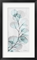 Eucalyptus Glow 1 Framed Print