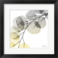 Brilliant Eucalyptus 1 Framed Print