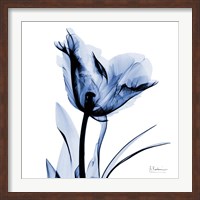 Framed Indigo Softened Tulip