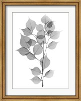 Framed Myrtle Tree L182