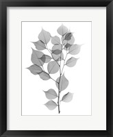 Framed Myrtle Tree L182