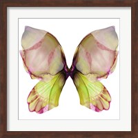 Framed Floral Butterfly 2