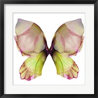 Framed Floral Butterfly 2
