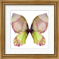 Framed Floral Butterfly 2