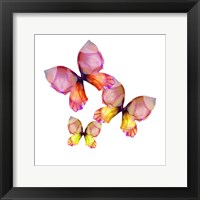 Framed Floral Butterfly Trio