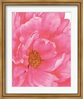 Framed Pink Flower 2