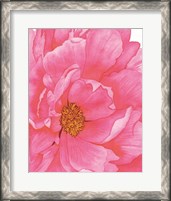 Framed Pink Flower 2