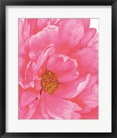 Framed Pink Flower 2