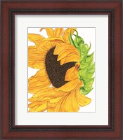 Framed Sunflower 5