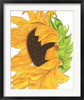 Framed Sunflower 5