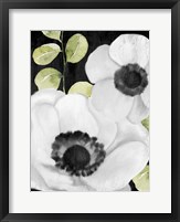 Framed Anemone On Black 1