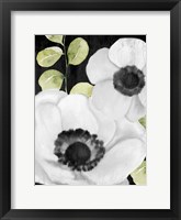 Anemone On Black 1 Framed Print