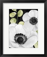 Framed Anemone On Black 1