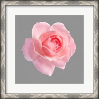 Framed Trust Rose 2