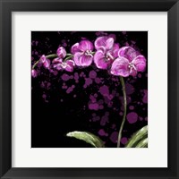 Framed Fuschia Orchid