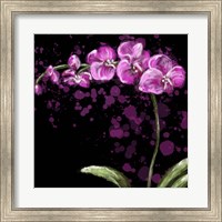 Framed Fuschia Orchid