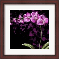 Framed Fuschia Orchid