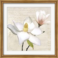 Framed Ivory Magnolia I