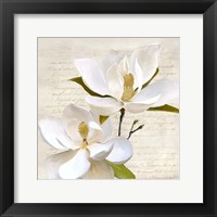 Framed Ivory Magnolia II