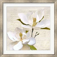 Framed Ivory Magnolia II