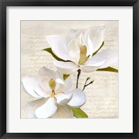 Ivory Magnolia II Framed Print