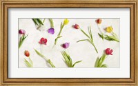 Framed Cut Tulips
