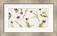 Framed Cut Tulips