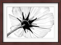 Framed Anemone