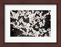 Framed Magnolia Branches