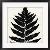 Pressed Fern 2 Framed Print