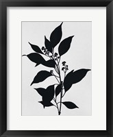 Silhouetted Inverted Growth Framed Print
