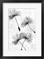 Dandelion Flight 1 Framed Print