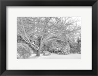 Framed Aboretum December 2