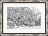 Framed Aboretum December 2