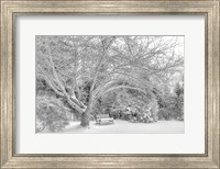 Framed Aboretum December 2