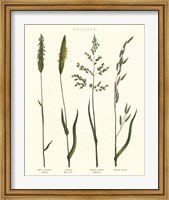 Framed Herbal Botanical Study I Ivory