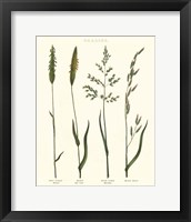 Herbal Botanical Study I Ivory Framed Print