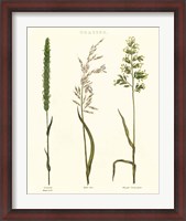 Framed Herbal Botanical Study II Ivory