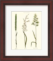 Framed Herbal Botanical Study II Ivory