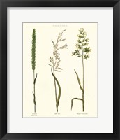 Framed Herbal Botanical Study II Ivory