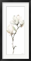 Framed White Magnolia II Panel